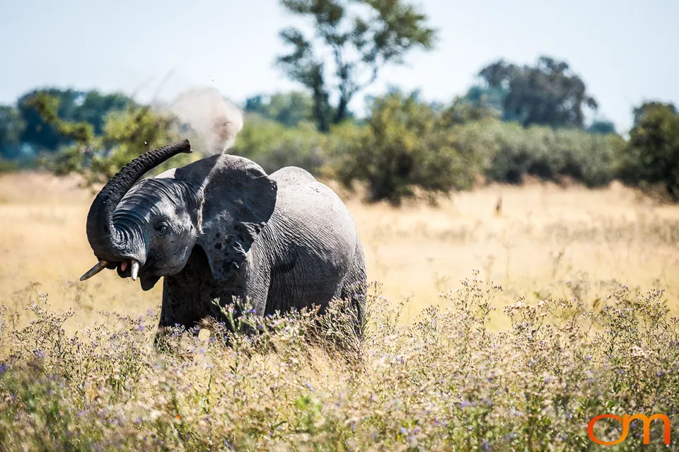 African Elephants: Okavango Delta