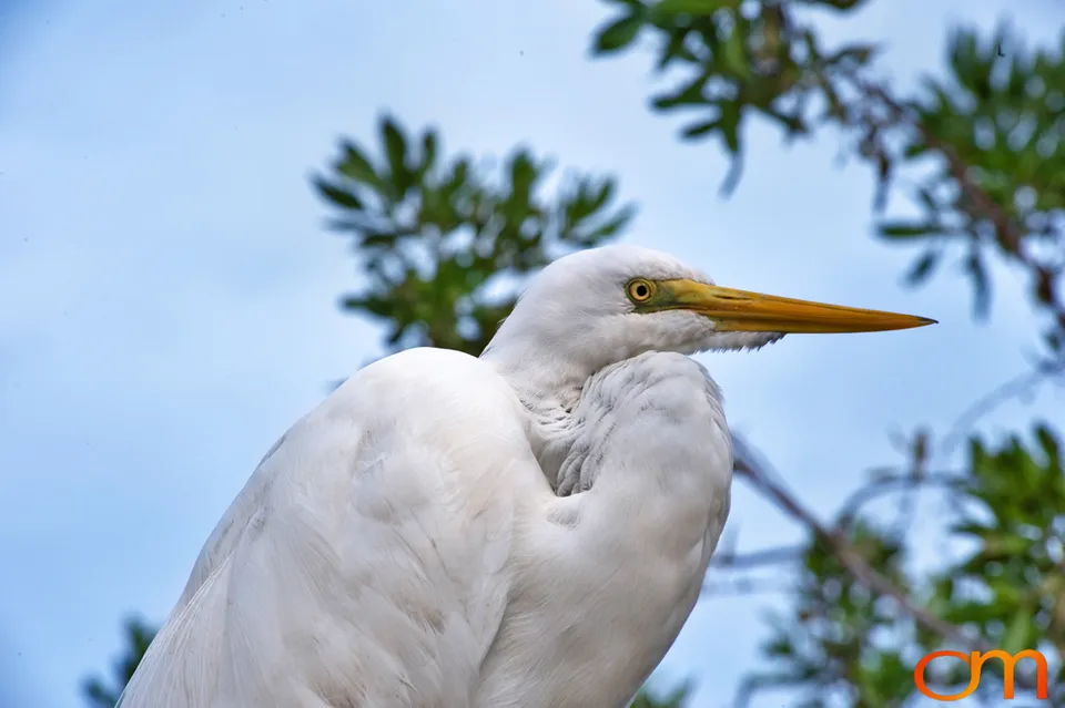 Florida Waterbirds: Brown Pelicans, White Ibises, and Egrets