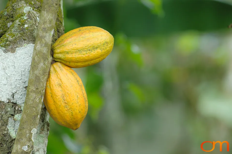 Ghana: Cocoa Plantations