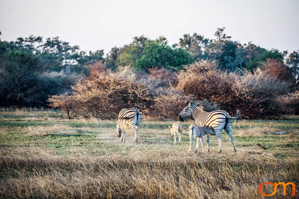 Okavango Delta, Botswana