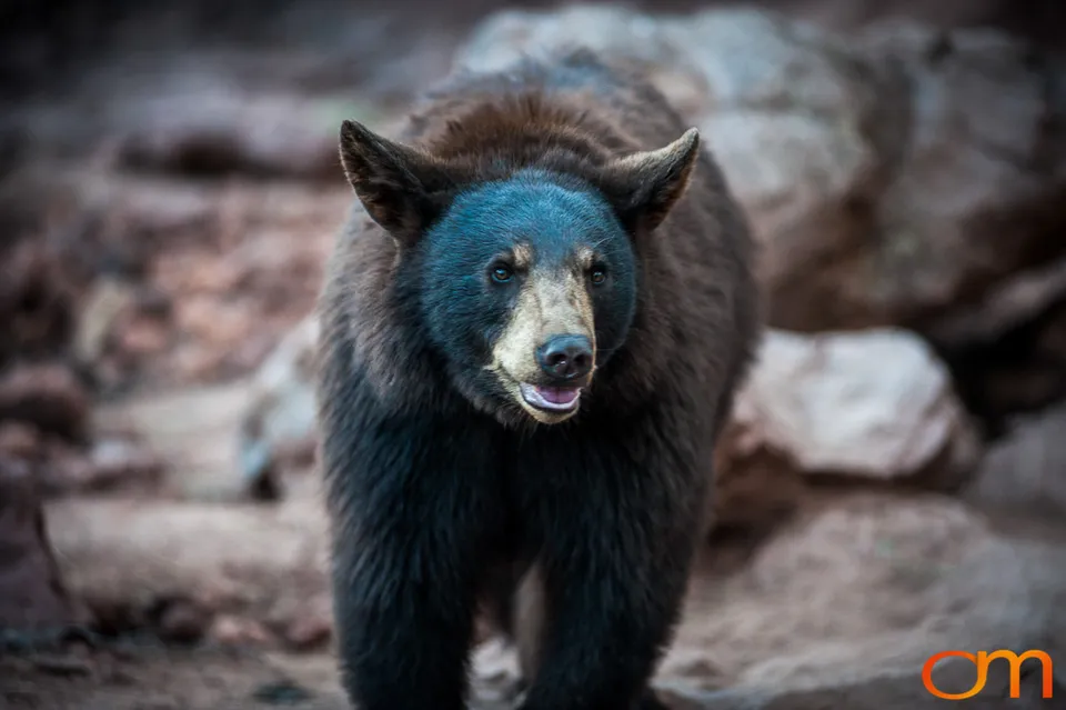 American Black Bears at Bearizona Wildlife Park
