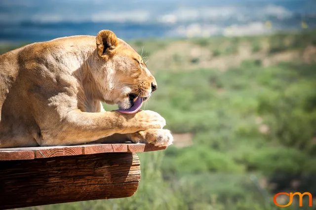 Out of Africa Wildlife Park & Sanctuary