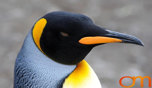 King Penguins