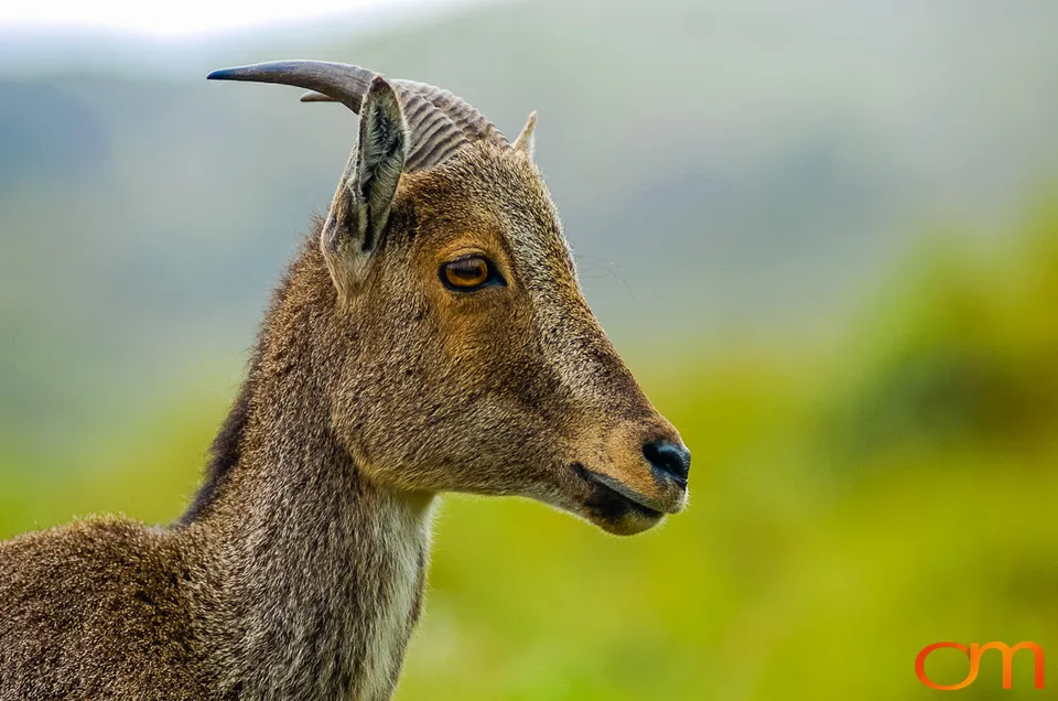 Munnar: Nilgiri Tahr