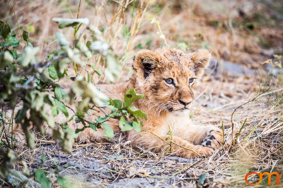 Leopards and Lions: Okavango Delta