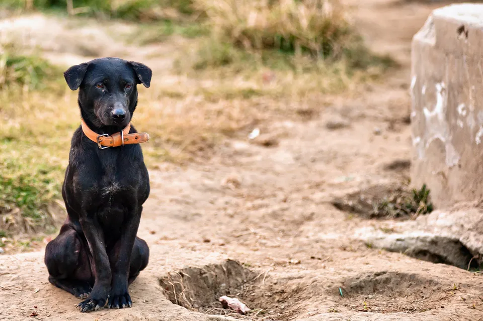 Kolkata Street Dogs: Community Care and the Indian Native Dog