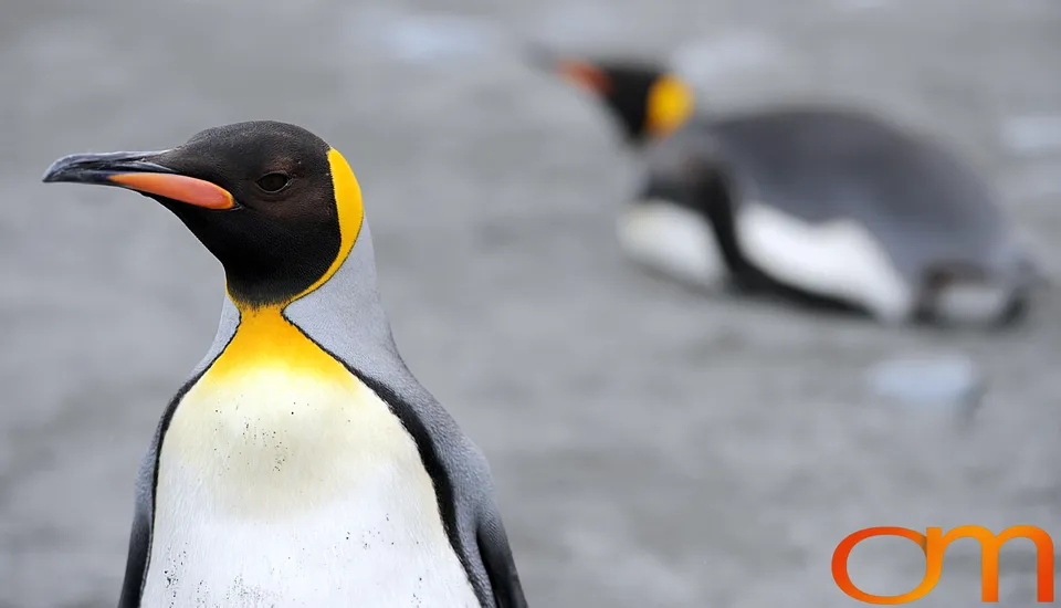 King Penguins