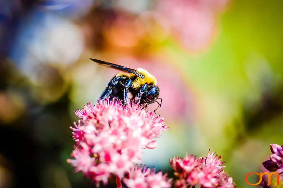 Bumblebees