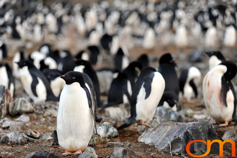 Adélie Penguins