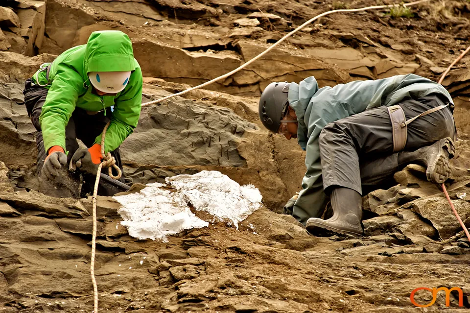 Pliocene Right Whale Fossil from Tjörnes, Iceland