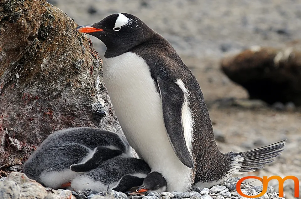 Gentoo Penguins