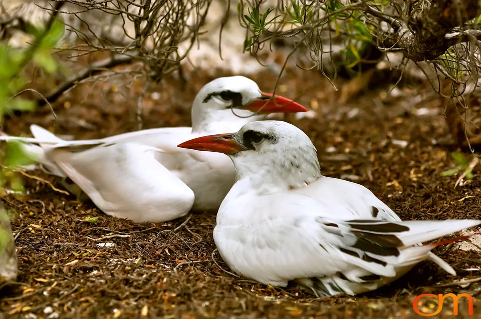 Red-tailed Tropicbirds of Aitutaki