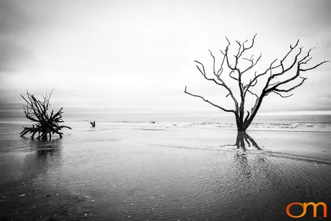 Botany Bay Plantation Heritage Preserve, Edisto Island