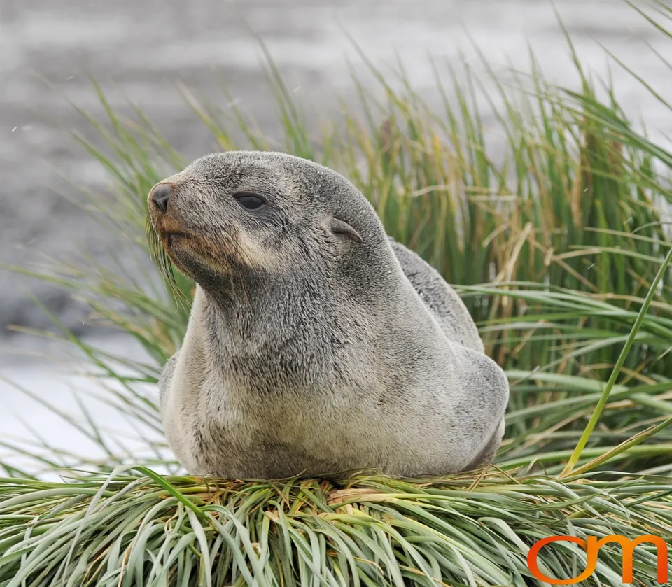 Antarctic Fur Seals
