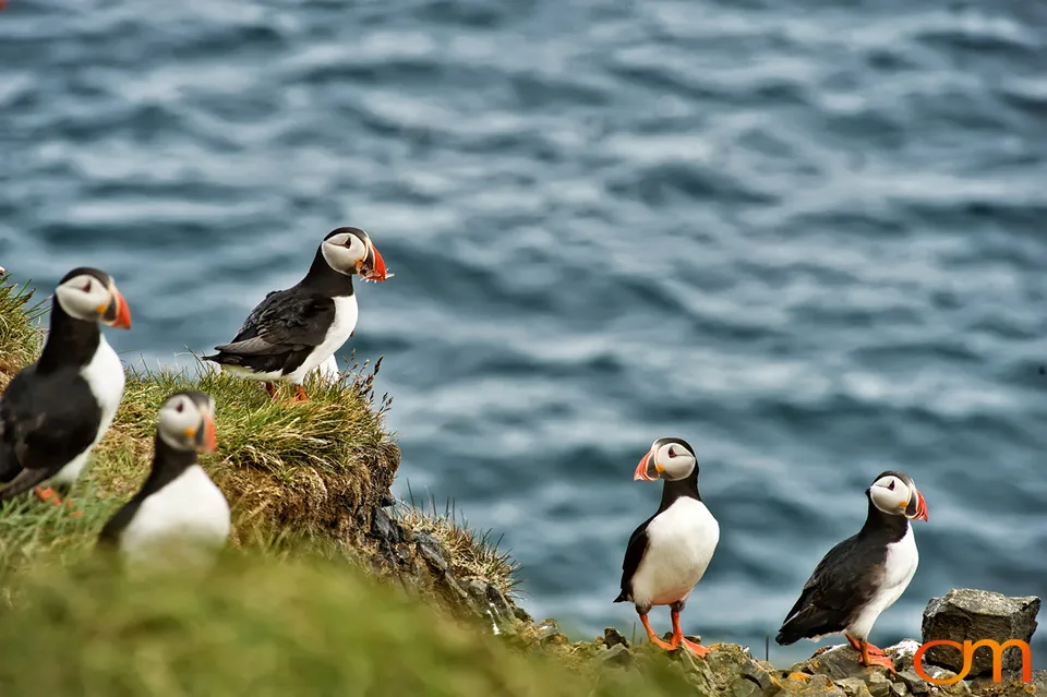 Atlantic Puffins at Látrabjarg