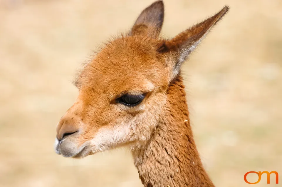 Peru’s Llamas, Alpacas, Guanacos and Vicuñas
