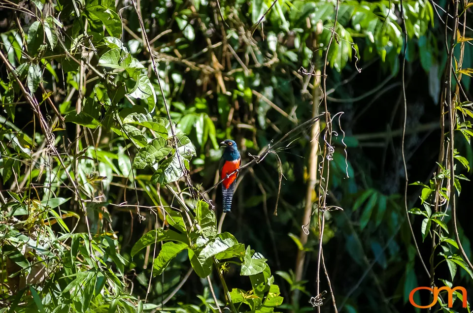 The Peruvian Amazon