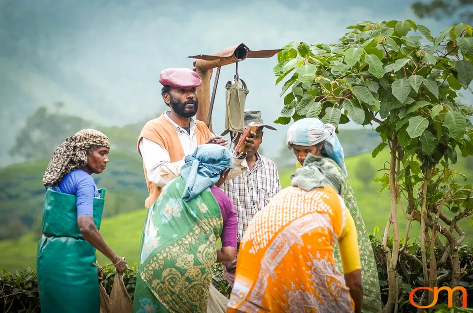 Tea Harvesting in Munnar