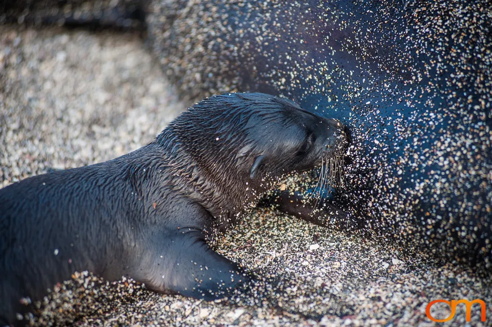 Galápagos Fur Seals
