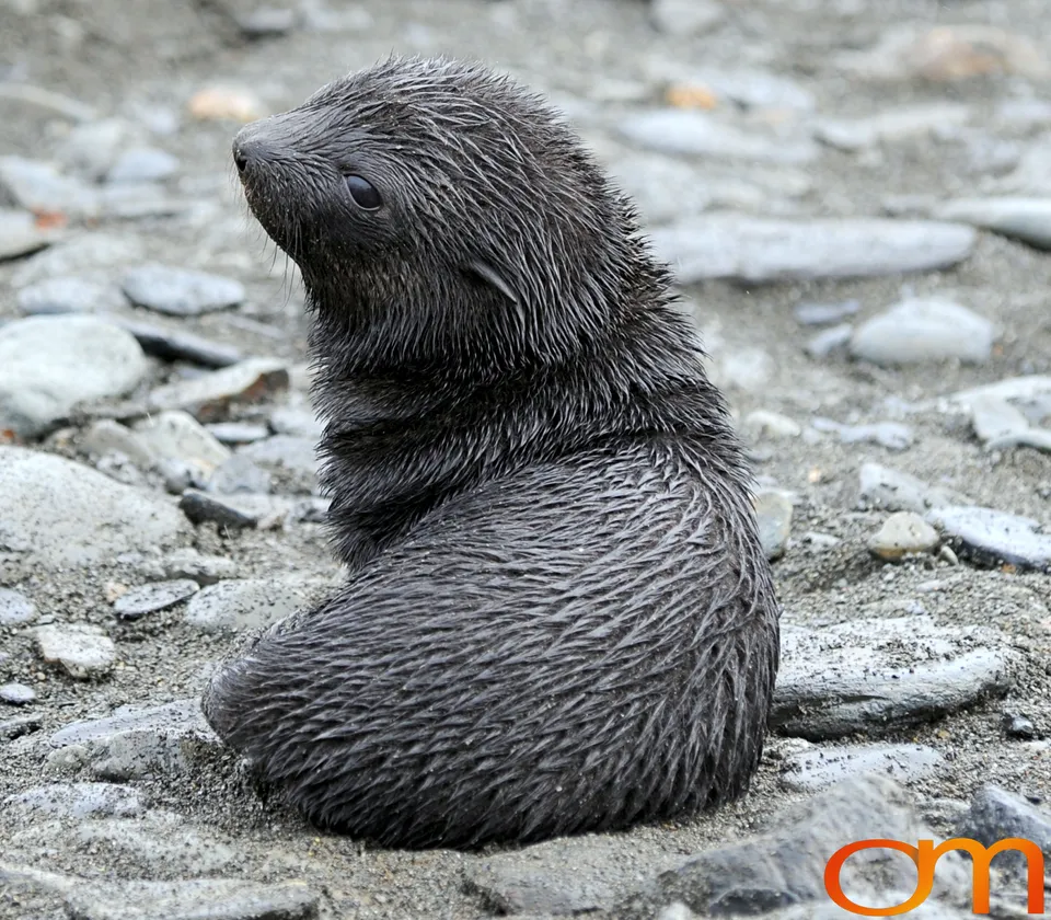 Antarctic Fur Seals