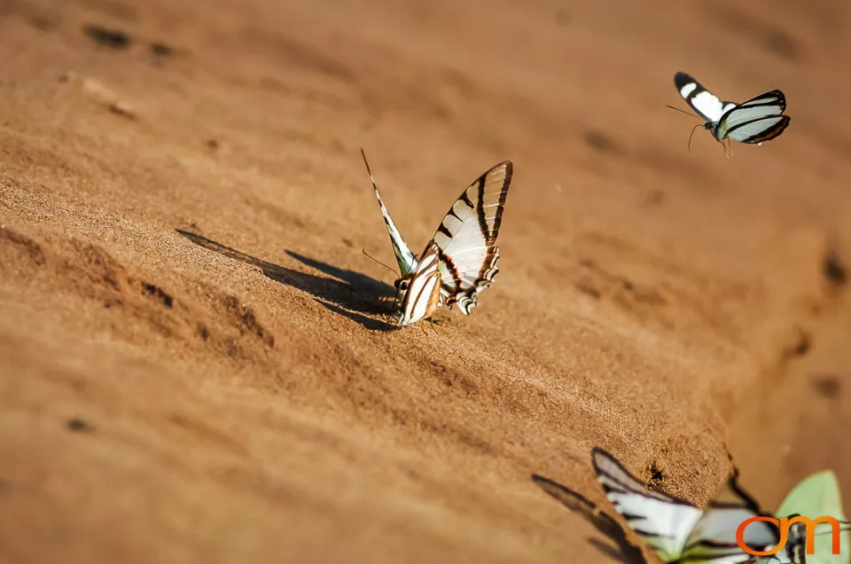 Butterfly Mud-Puddling in the Peruvian Amazon