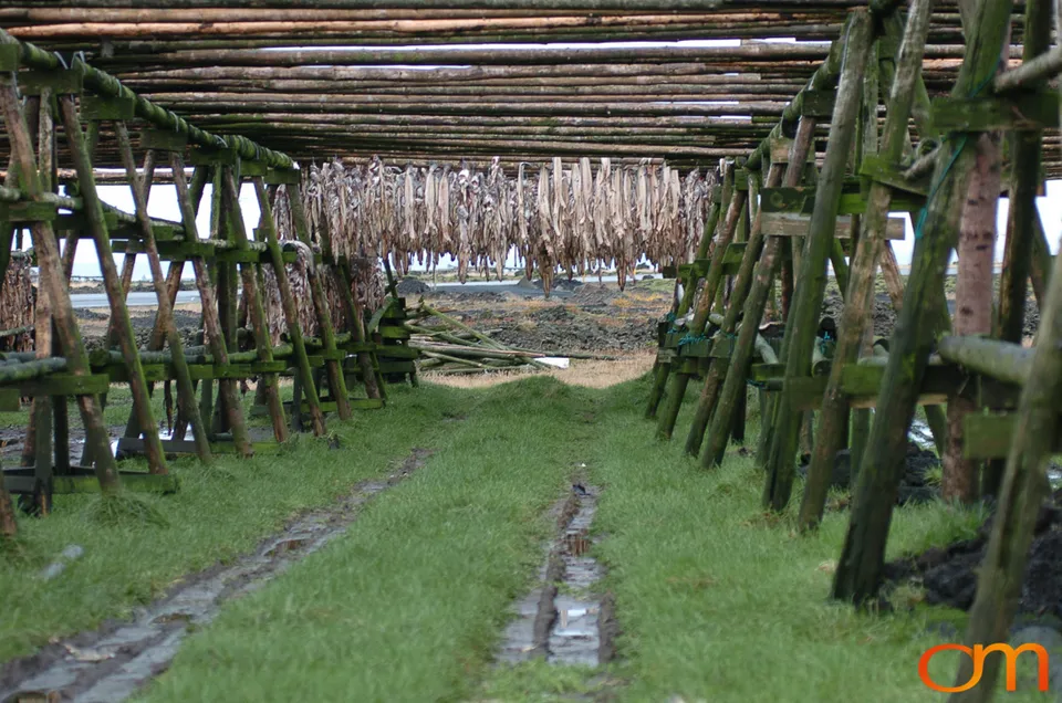 Outdoor Drying of Fish Heads in Iceland
