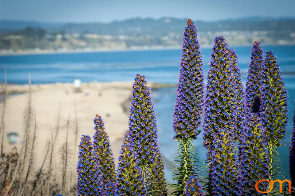 Pride of Madeira in Santa Cruz