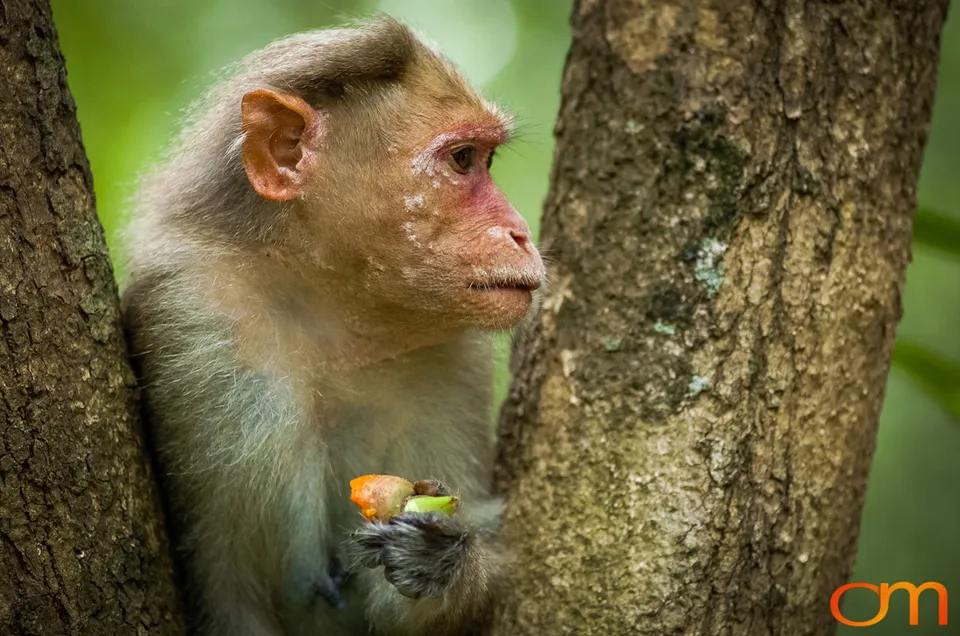 Munnar: Bonnet Macaque & Tufted Gray Langur