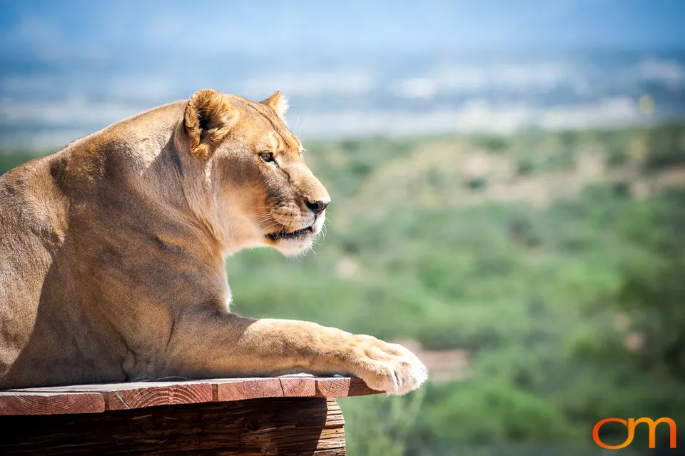 Out of Africa Wildlife Park & Sanctuary