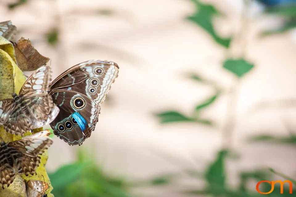 Butterflies and Moths at Butterfly Wonderland