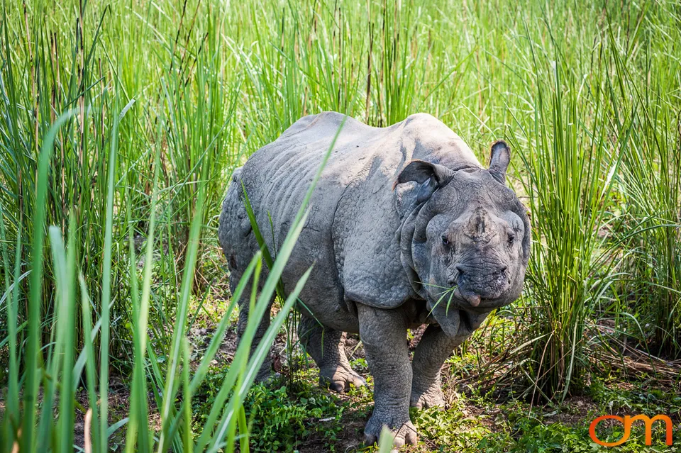 Wildlife in Chitwan National Park