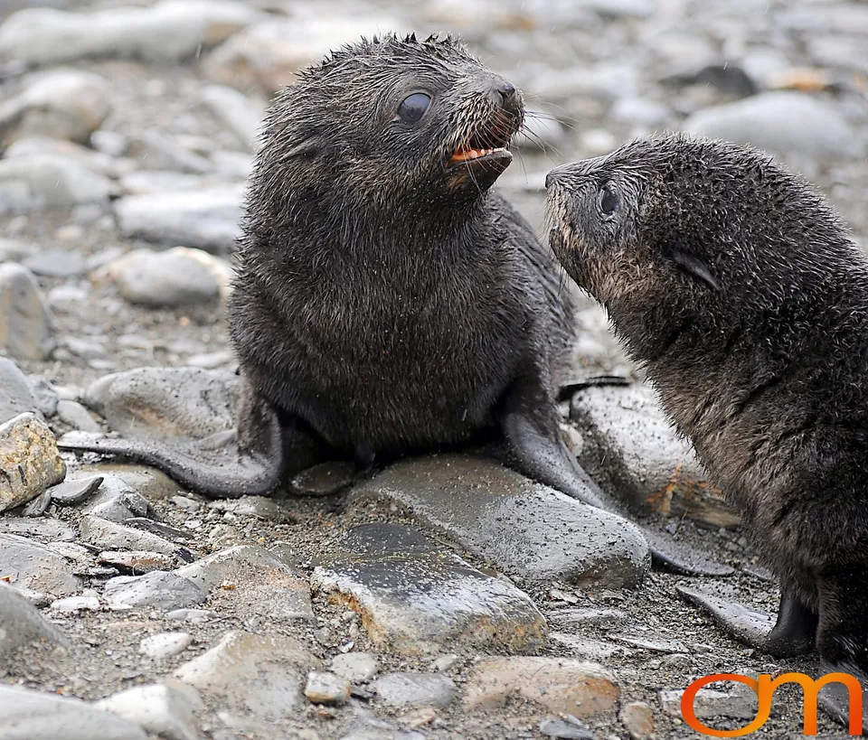 Antarctic Fur Seals