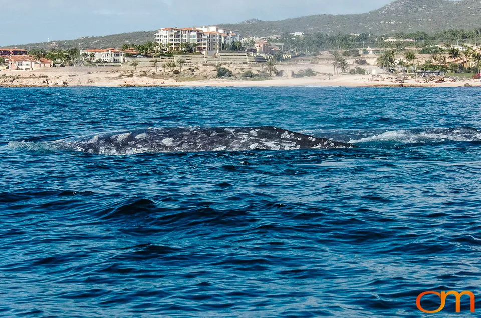 Cabo San Lucas: Marine Wildlife at Land’s End