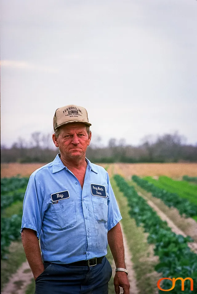 Perique Tobacco: Pressure Fermentation in Louisiana
