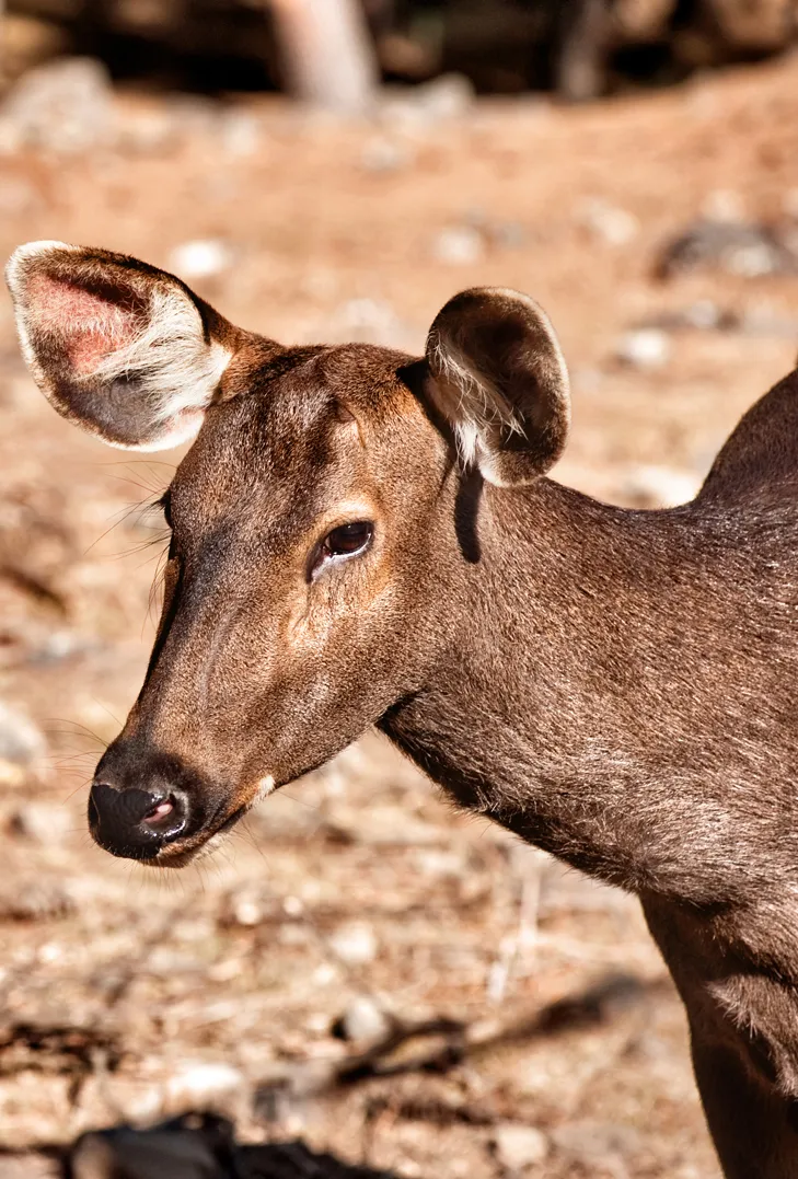 Motithang Takin Preserve
