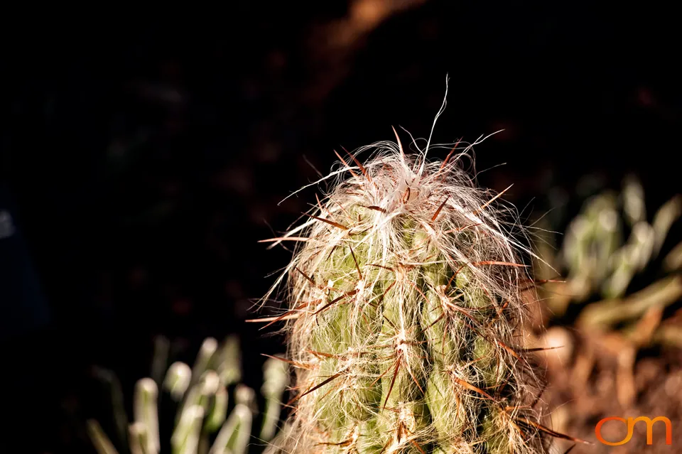 Desert Botanical Garden, Phoenix