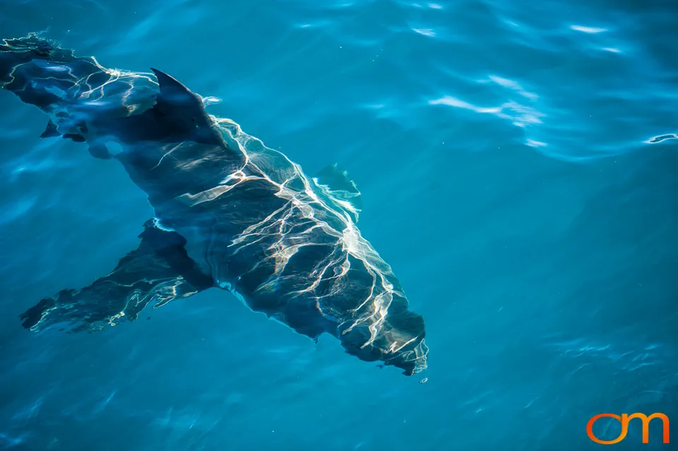 Port Lincoln and the White Sharks of the Neptune Islands