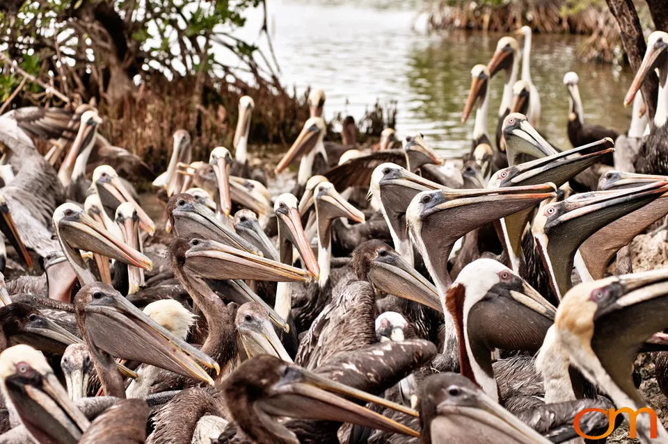 Florida Waterbirds: Brown Pelicans, White Ibises, and Egrets