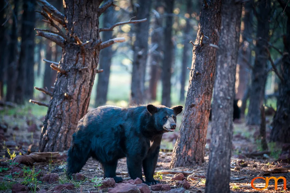 American Black Bears at Bearizona Wildlife Park