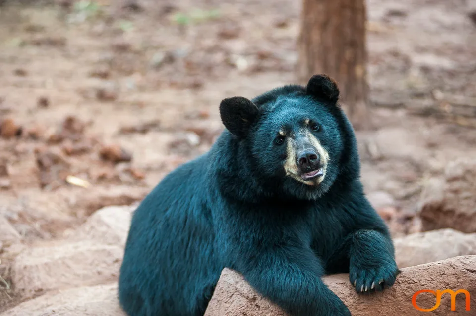 American Black Bears at Bearizona Wildlife Park