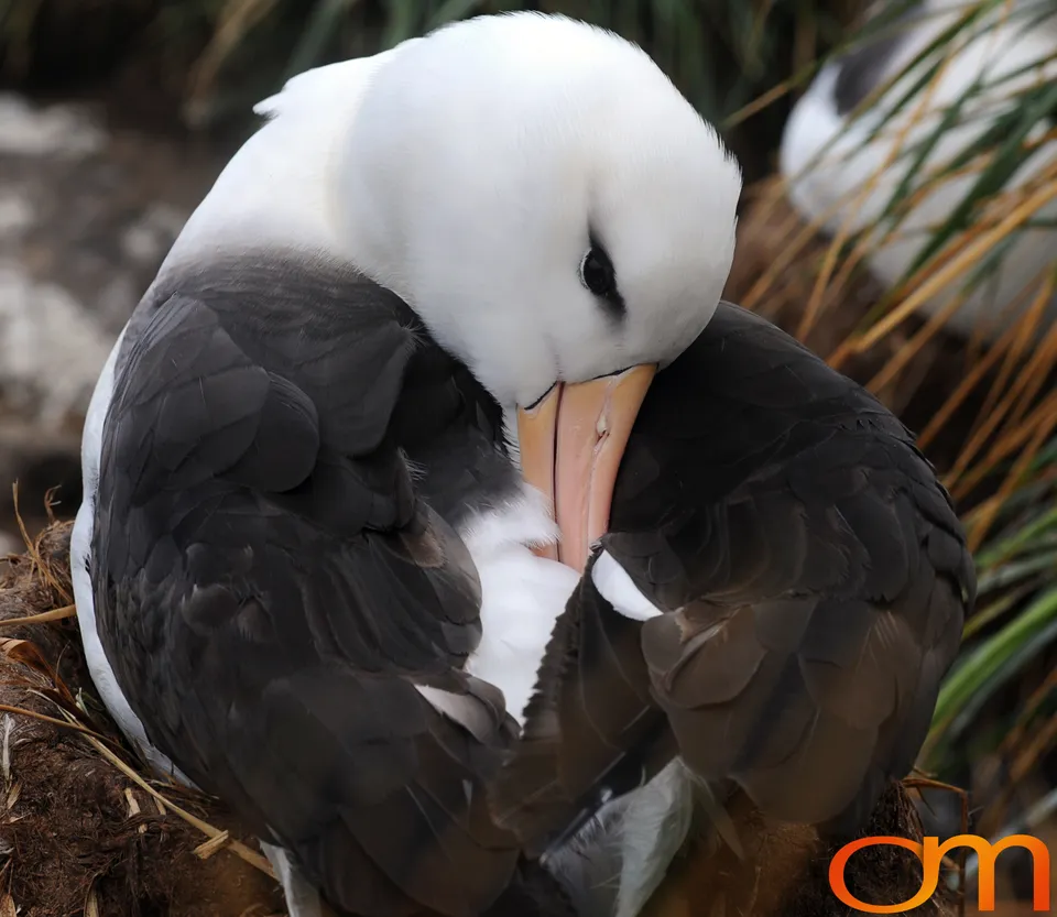 Black-Browed Albatross