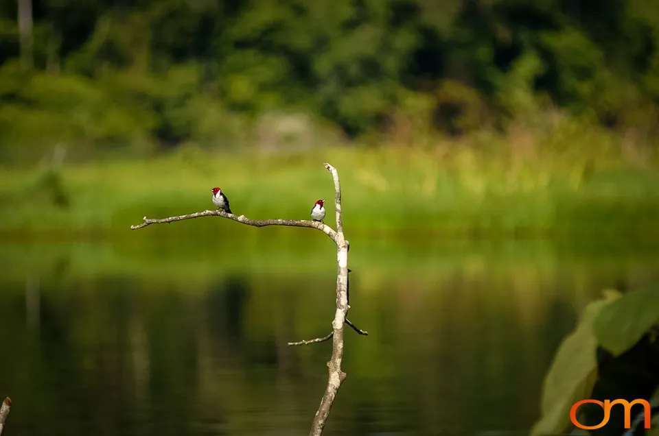 The Peruvian Amazon
