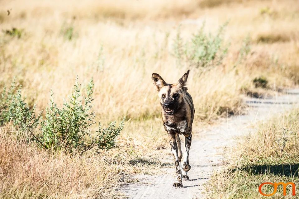 Painted Dogs: Okavango Delta