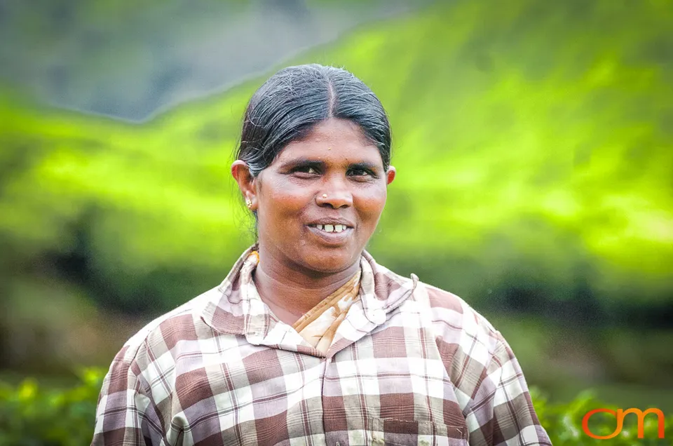 Tea Harvesting in Munnar