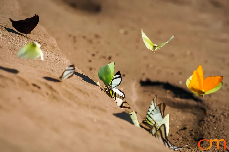 Butterfly Mud-Puddling in the Peruvian Amazon