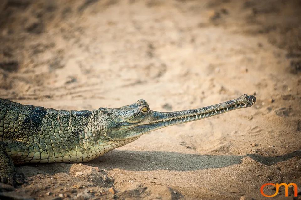 Wildlife in Chitwan National Park