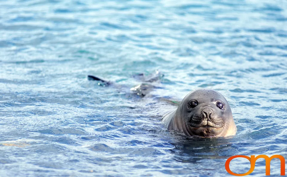 Southern Elephant Seals