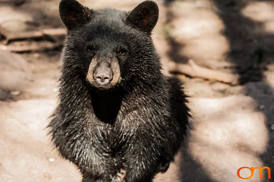 American Black Bears at Bearizona Wildlife Park