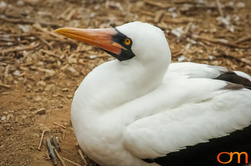 Nazca Booby