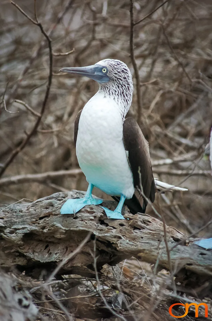 Blue-footed Booby